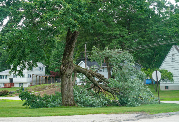 Trusted Deschutes River Woods, OR  Tree Services Experts