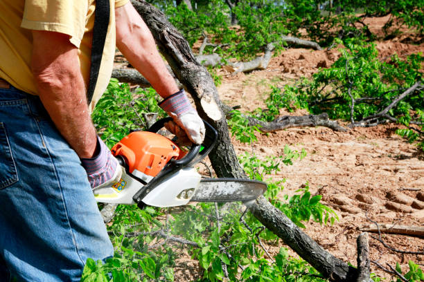 Why Choose Our Tree Removal Services in Deschutes River Woods, OR?